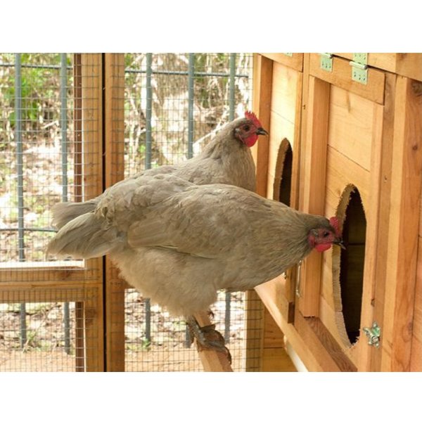 CHICKEN COOP WITH DOME-SHAPED ENTRANCE